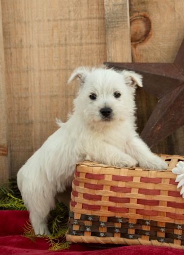 puppy, for, sale, West Highland White Terrier, Amos B. King, dog, breeder, Romney, WV, dog-breeder, puppy-for-sale, forsale, nearby, find, puppyfind, locator, puppylocator, aca